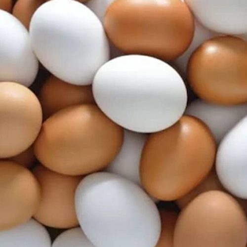 Alternative view of Tavuk Yumurtası Plastik Beyaz Sahte Tavuğun Yumurta Yemeyesini Önler